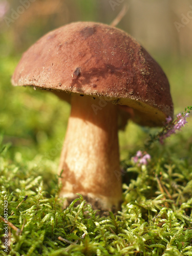 Brown cup mushroom