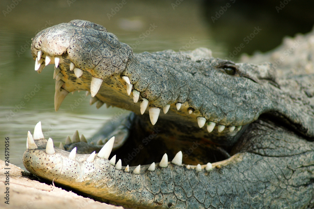 Obraz premium Crocodile