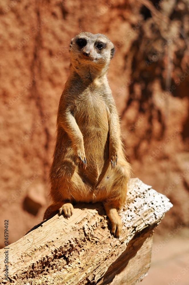 Fototapeta premium guarding suricata