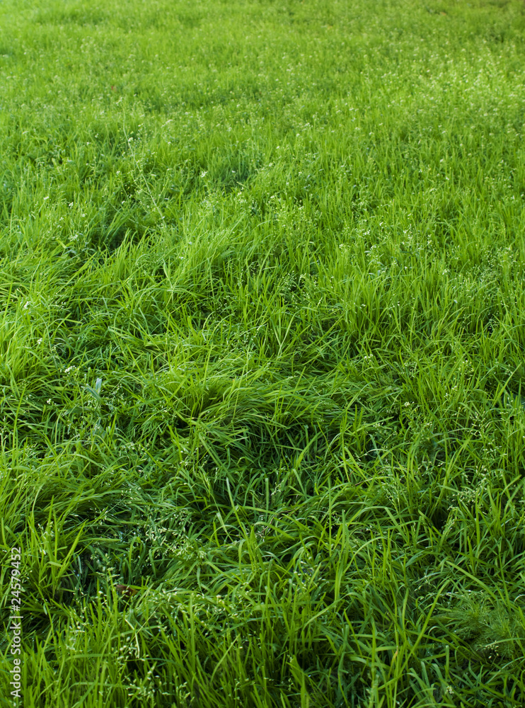 grass grass