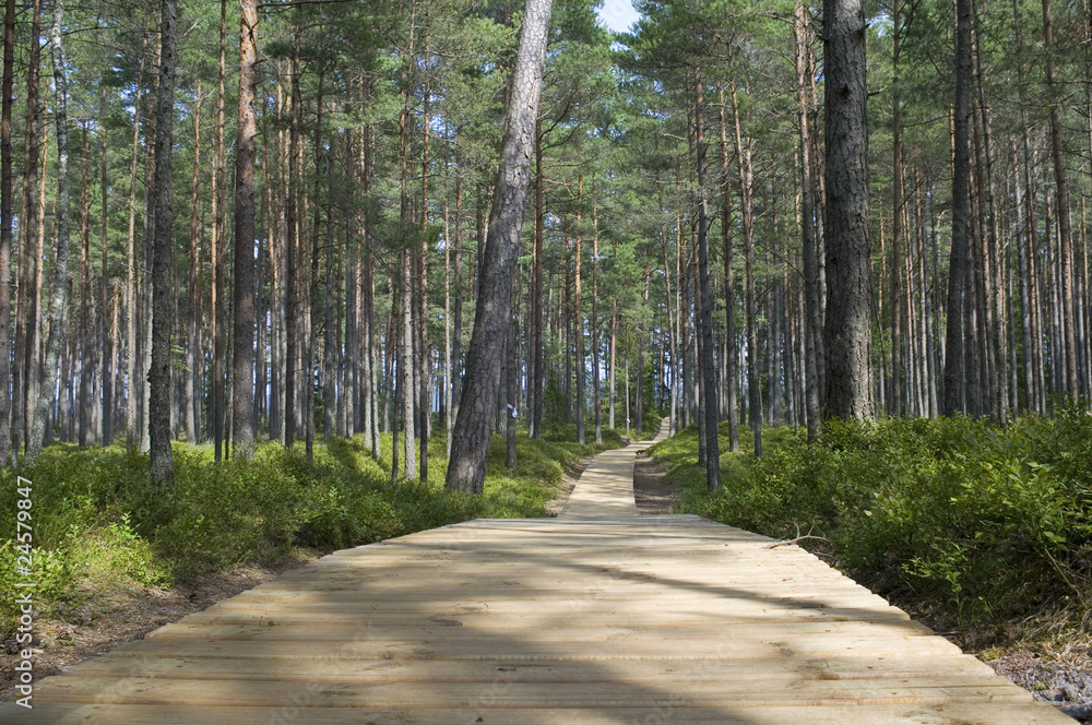 Obraz premium The walkway through a wood.