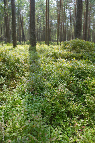 Fototapeta Naklejka Na Ścianę i Meble -  Bilberry bushs in the wood.