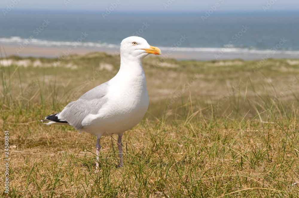 Obraz premium Möwe auf einer Düne
