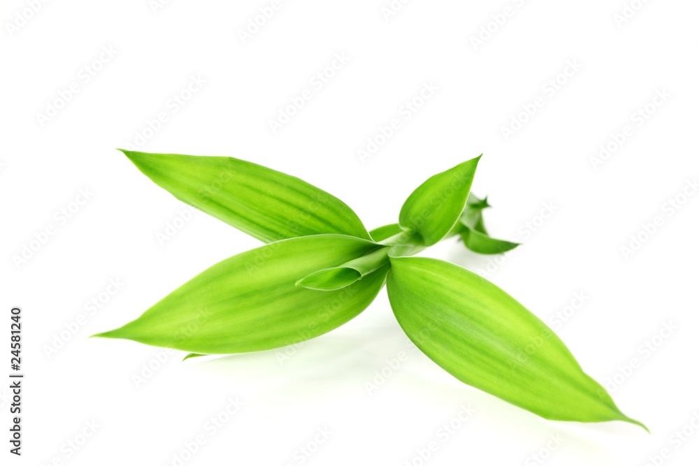 Bamboo leaf Bamboo leaf