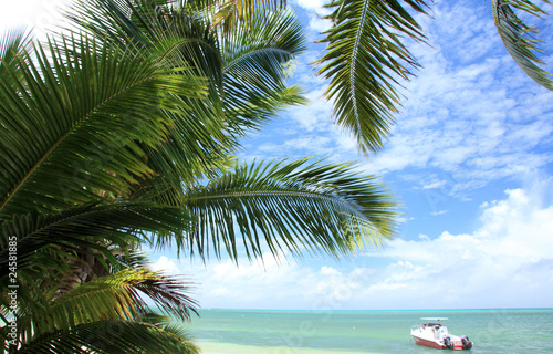 cocotiers et lagon Seychellois