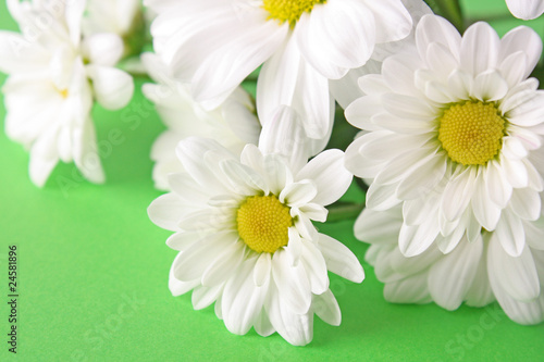 White camomile bouquet on green background