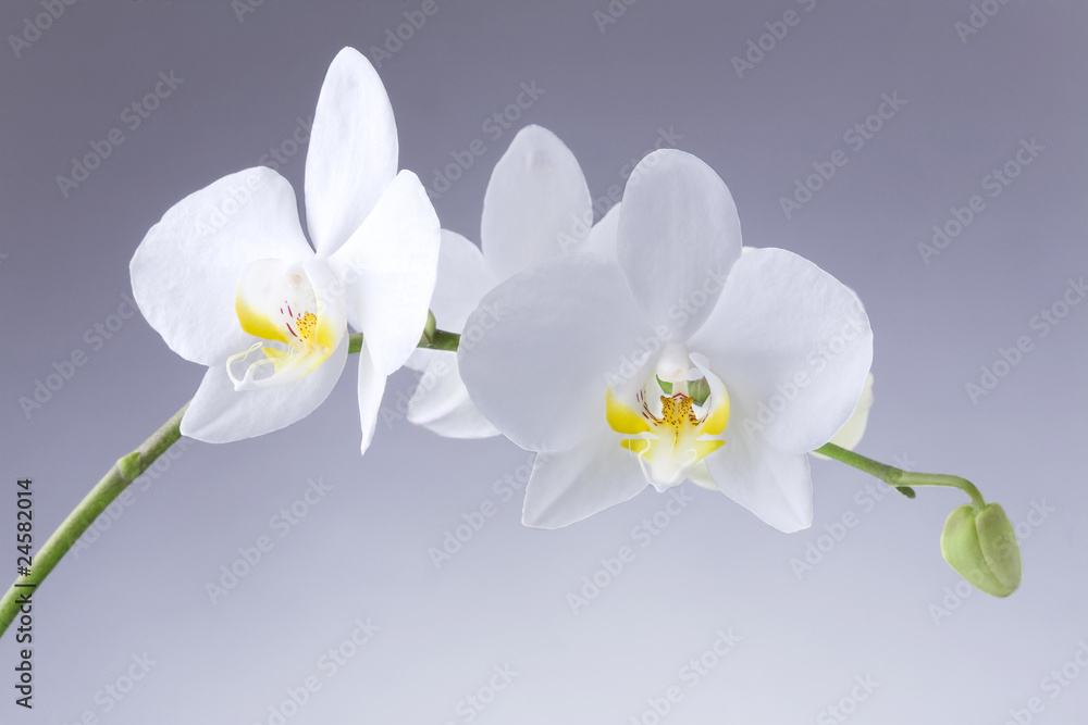 Orchid Orchid