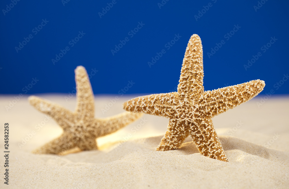 two starfish and real sand on a studio beach background, focus o two starfish and real sand on a studio beach background, focus o