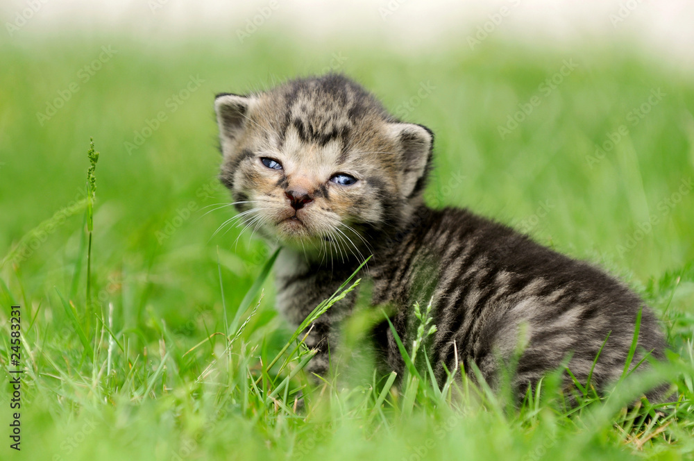 Katzenbaby im Gras