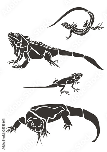 Ящерицы / Lizards