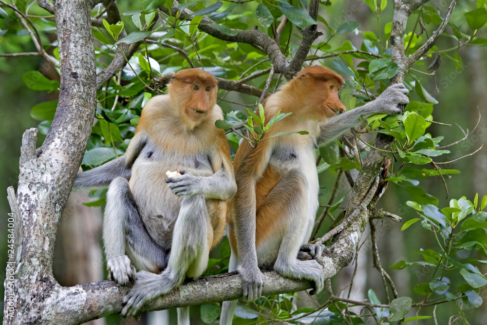 Obraz premium Proboscis monkey