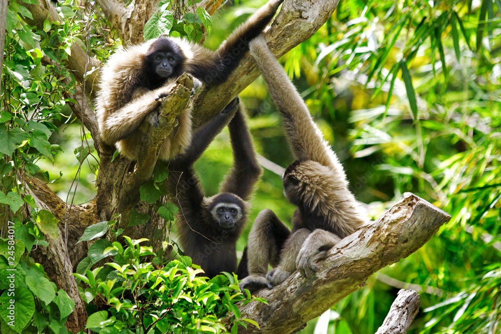 Obraz premium Gibbon monkey