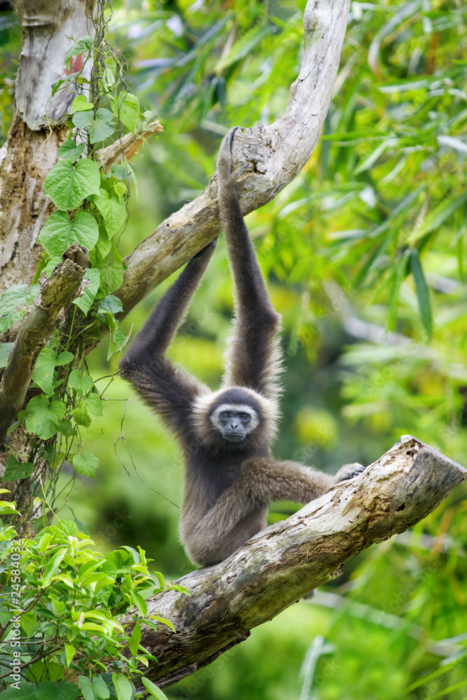 Glasbilder Gibbon-Affe