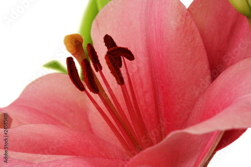 Closeup on single pink lily flower