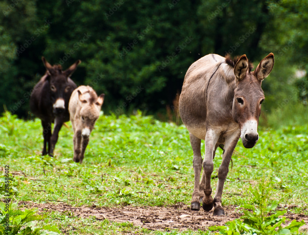 Donkey Family Donkey Family