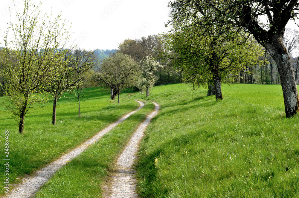 Fototapeta premium Die Straße ins Grüne