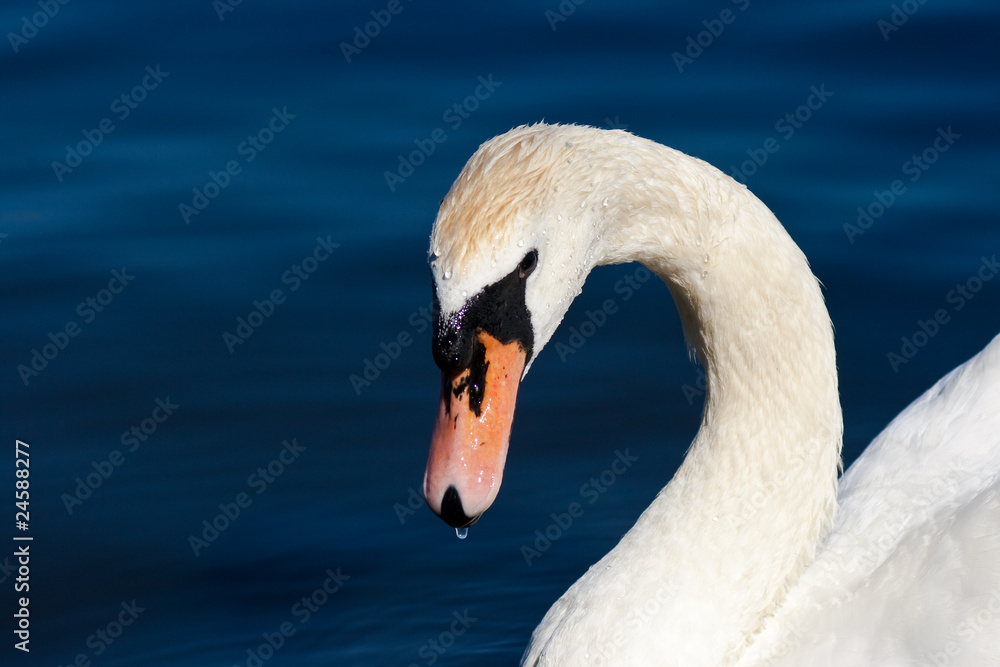 Fototapeta premium Alsterschwan