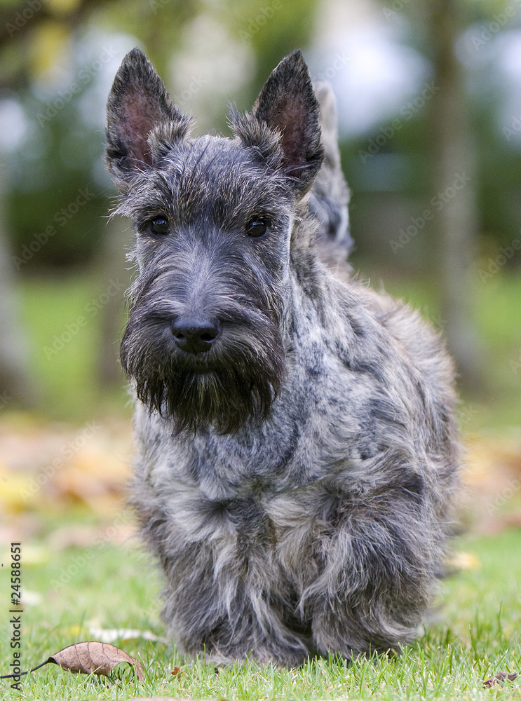 terrier écossais bringé