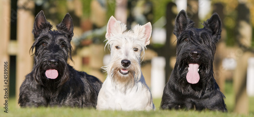 trois terriers écossais de face - scottish terrier photo