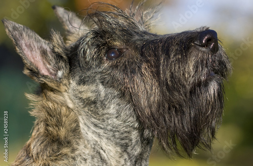 jolie tête de scottish terrier