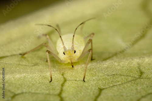 Obraz na płótnie Aphid