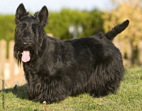 Bild auf Leinwand scottish terrier de profil