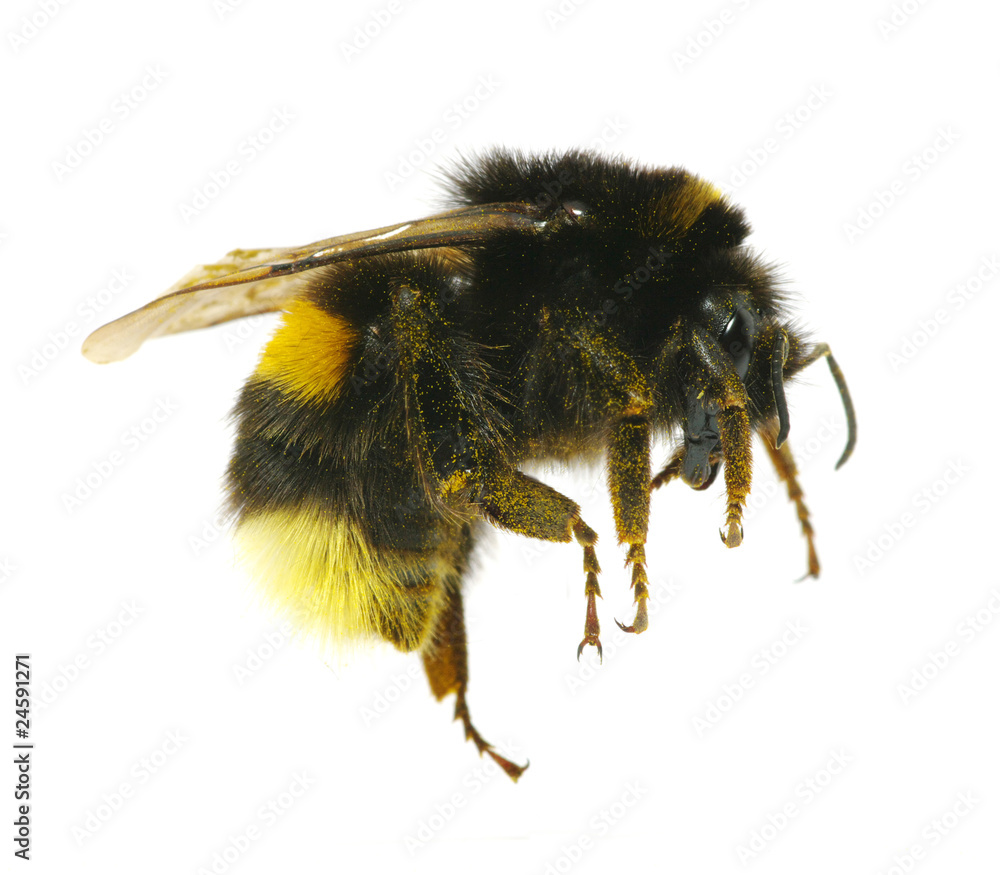 bumblebee bumblebee