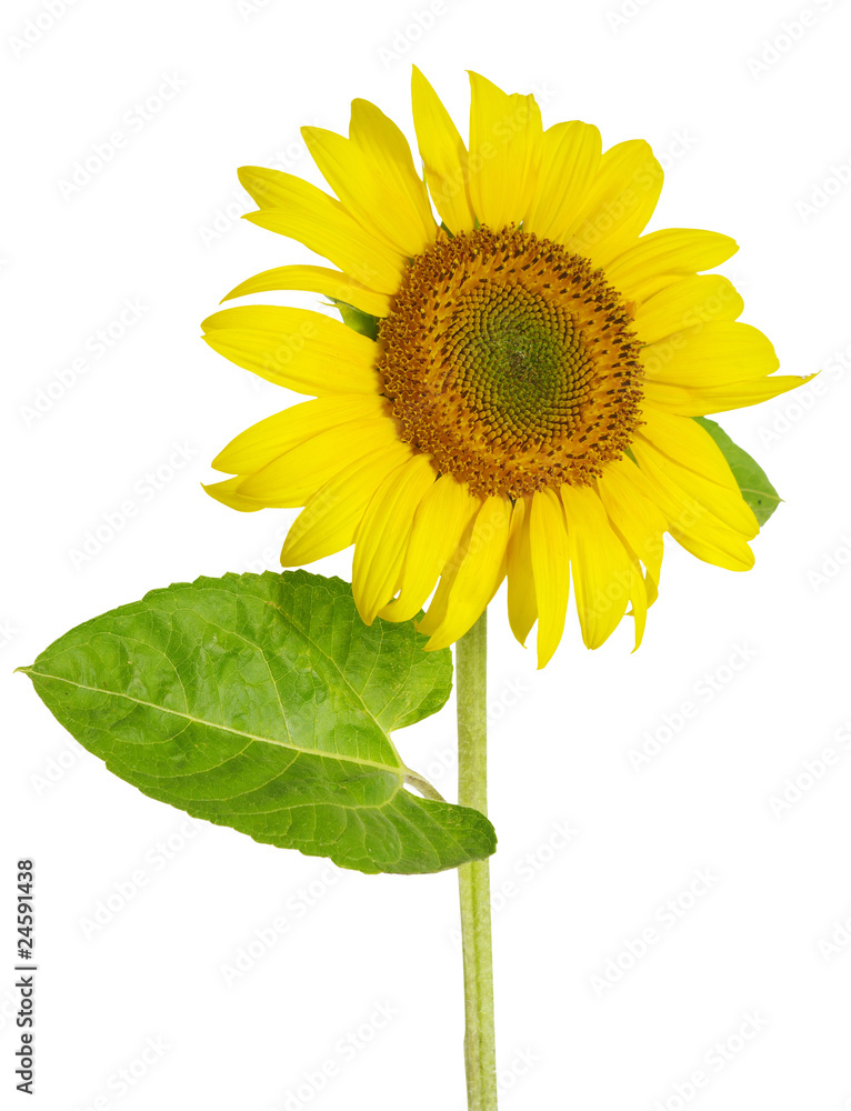 Obraz premium sunflower on white