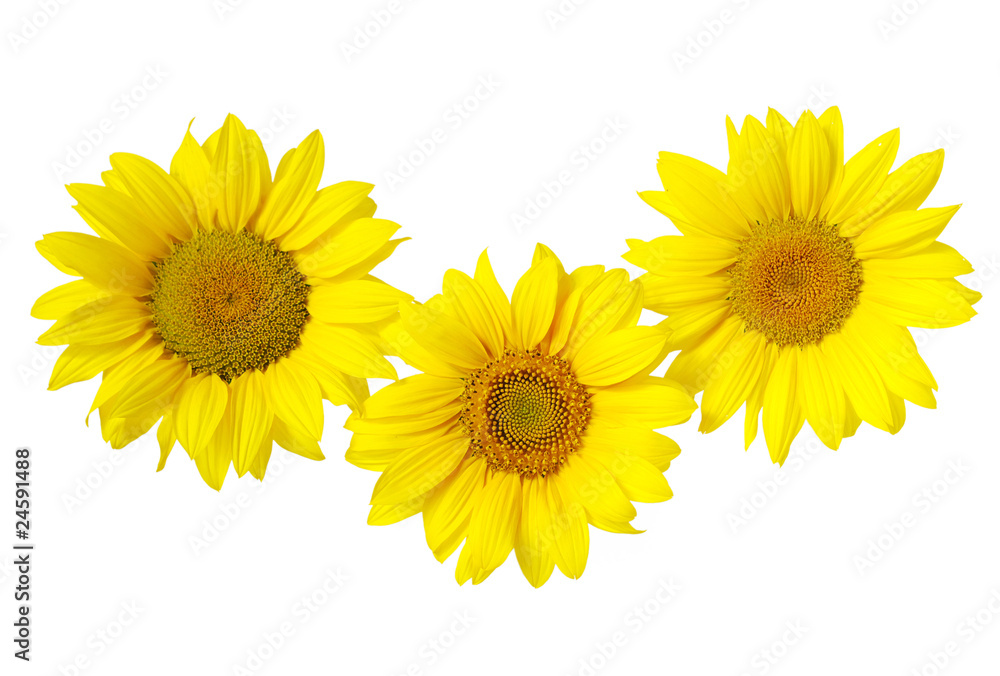 sunflower sunflower