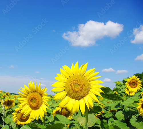 sunflowers