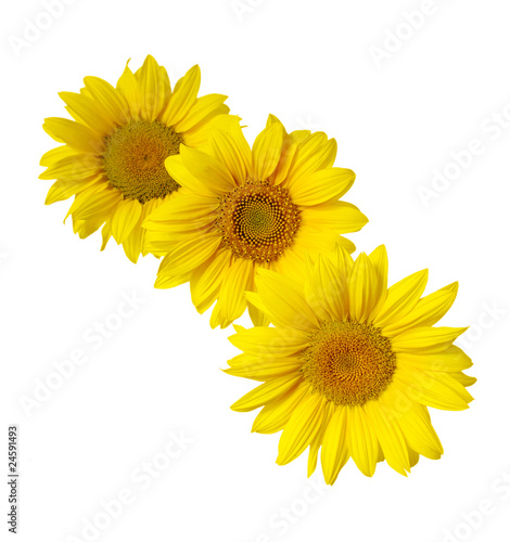 Fototapeta Naklejka Na Ścianę i Meble -  sunflower on white