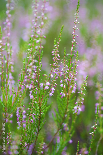 heather field background © Olga Miltsova