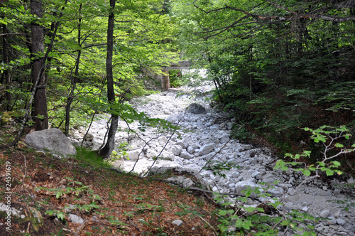 Glacier waterbed in forrest