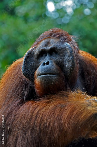Big Orangutan Male © Jan S.