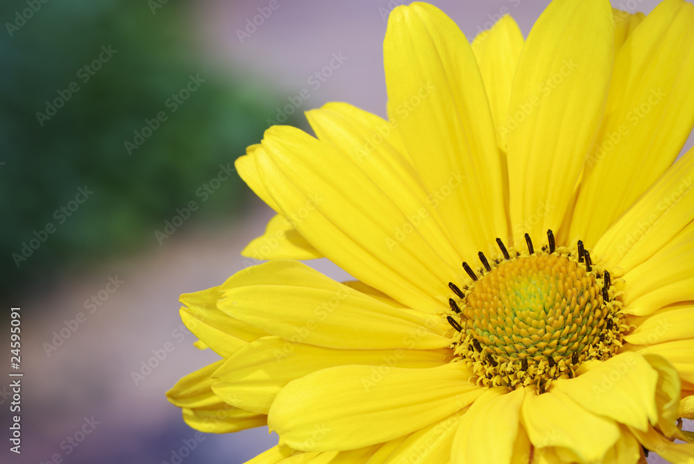 Obraz premium Marguerite blossom