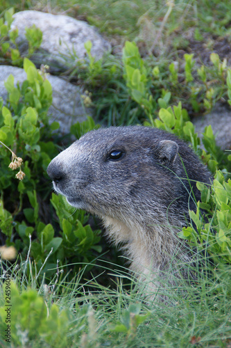 Marmotte