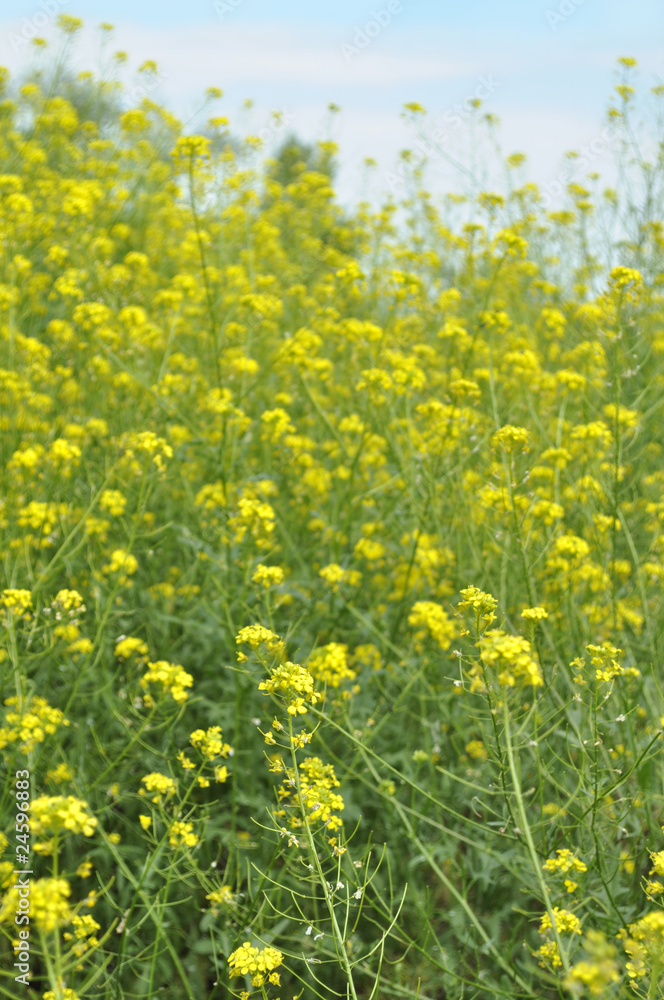 Background of meadow with small yellow flowers Background of meadow with small yellow flowers
