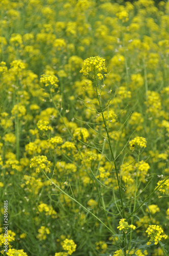 Background of meadow with small yellow flowers © Veronika