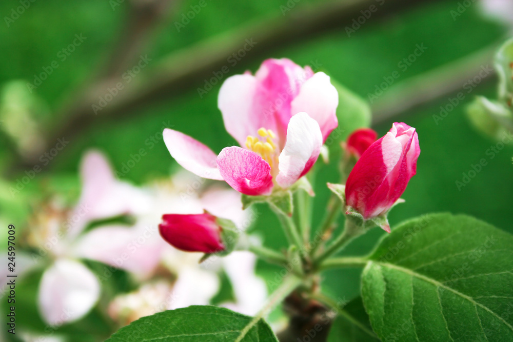 Apple blossoms