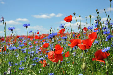 Gartenposter Blumen Feldblumen am Wegesrand  © Reena