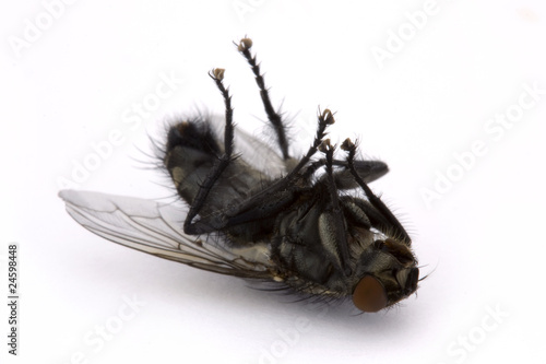 dead fly over white