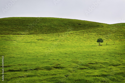 Rolling Green Field, Big Island Hawaii