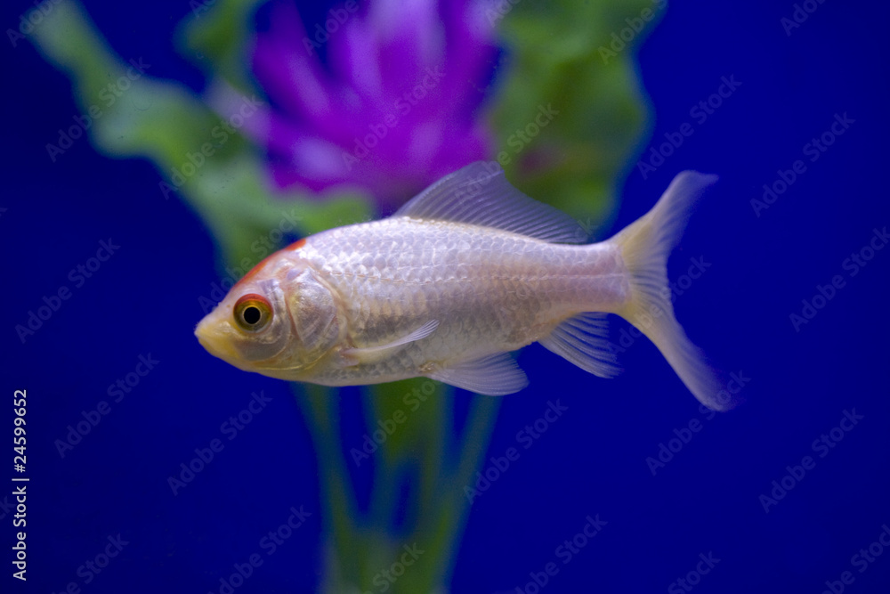 White goldfish with a blue background White goldfish with a blue background