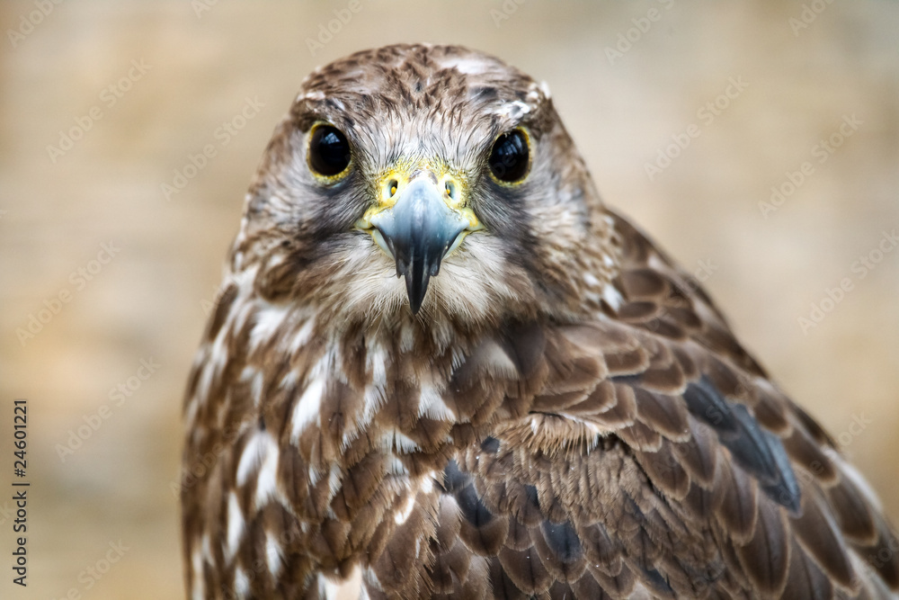 Hybridfalke, Greifvogel Hybridfalke, Greifvogel