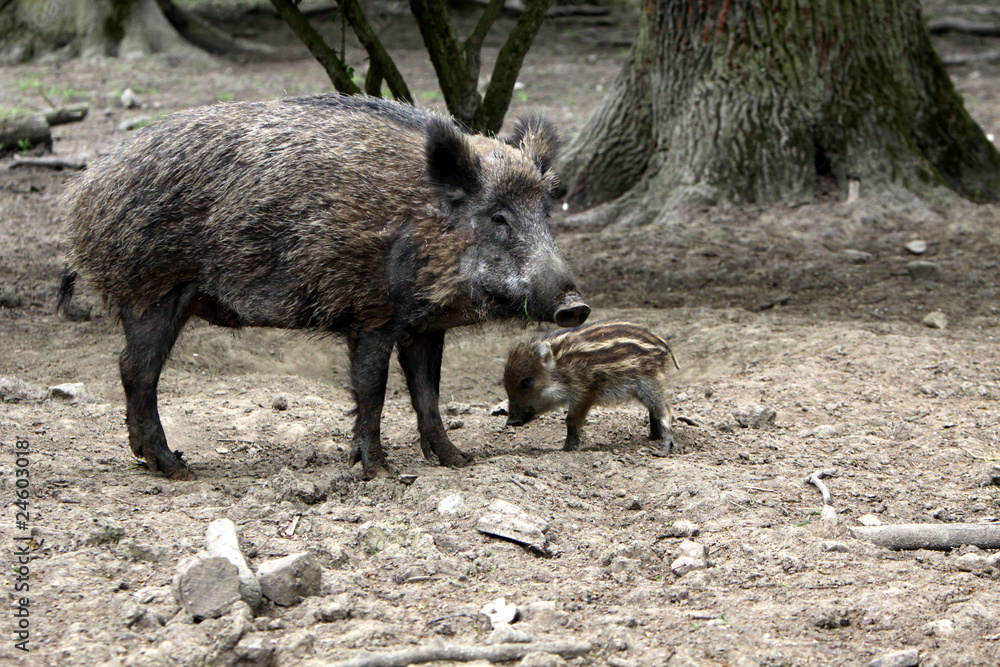 Wildschweine (Frischlinge) Wildschweine (Frischlinge)