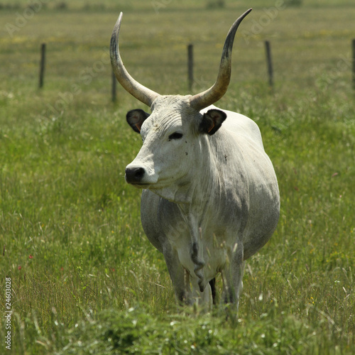 unique cow