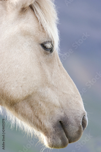 WHITE ICELANDIC HORSE