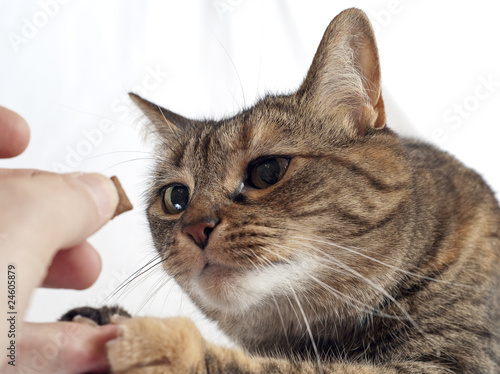 Focused on the treat