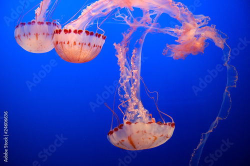 jellyfish