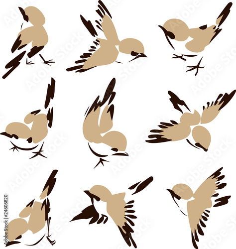 bird illustration photo